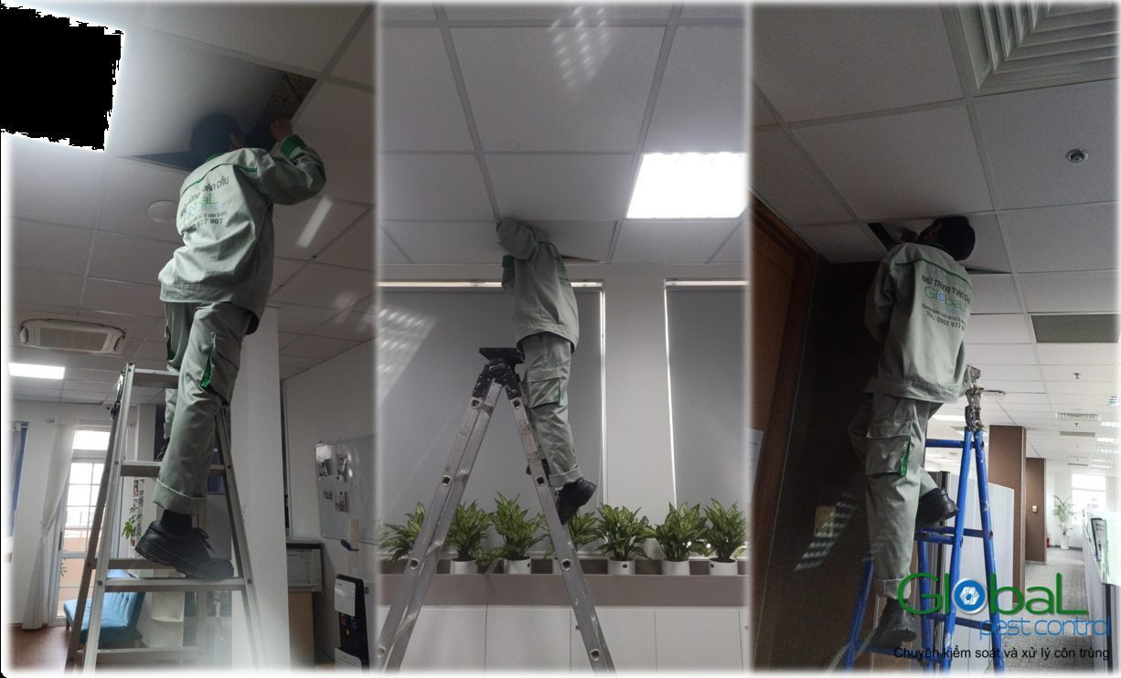 Phòng máy chủ có cần xử lý chuột riêng không? Dấu hiệu văn phòng đang có chuột