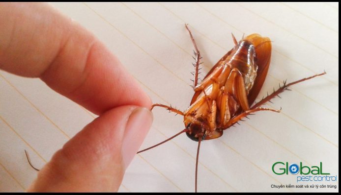 Dịch vụ diệt gián tận gốc chuyên nghiệp tại nhà trong TPHCM