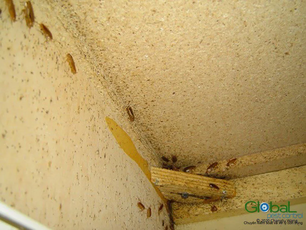 Gián vào văn phòng bằng đường nào?