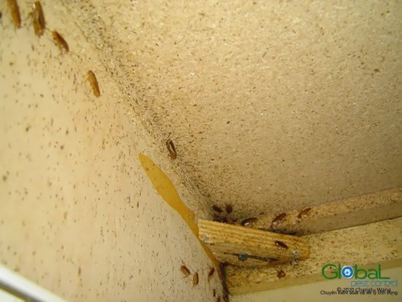 Góc trong của tủ gỗ lấm tấm phân gián và nhiều con gián Đức nhỏ