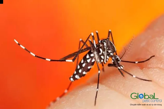 Vì sao Thủ Đức nhiều muỗi vào mùa mưa?