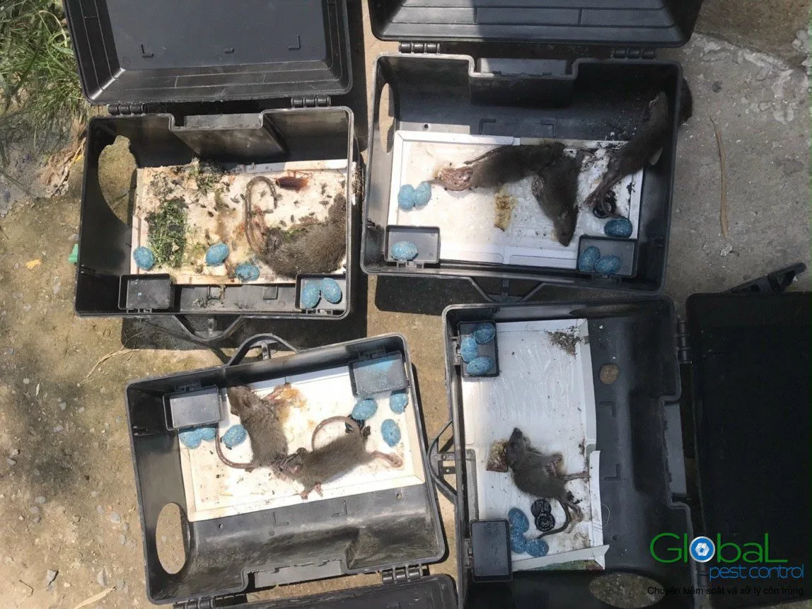 Pest control là gì? Ngành này xử lý loài nào, ai cần?