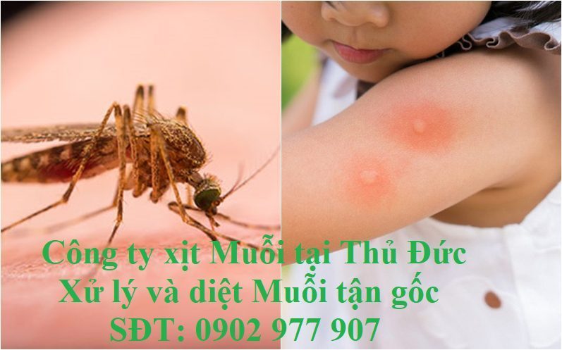 Công ty xịt Muỗi tại Thủ Đức Xử lý và