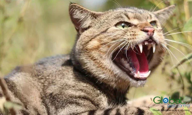 Mèo mướp vằn nâu nằm trong bụi cỏ, há miệng nhe nanh gầm gừ
