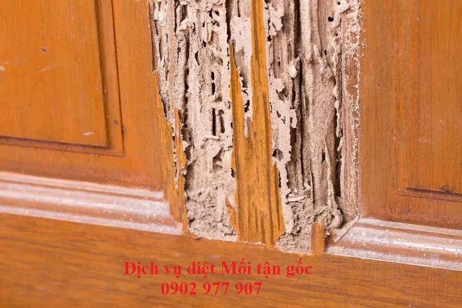 Tổ mối nằm ở đâu? 5 dấu hiệu mối đã xâm nhập