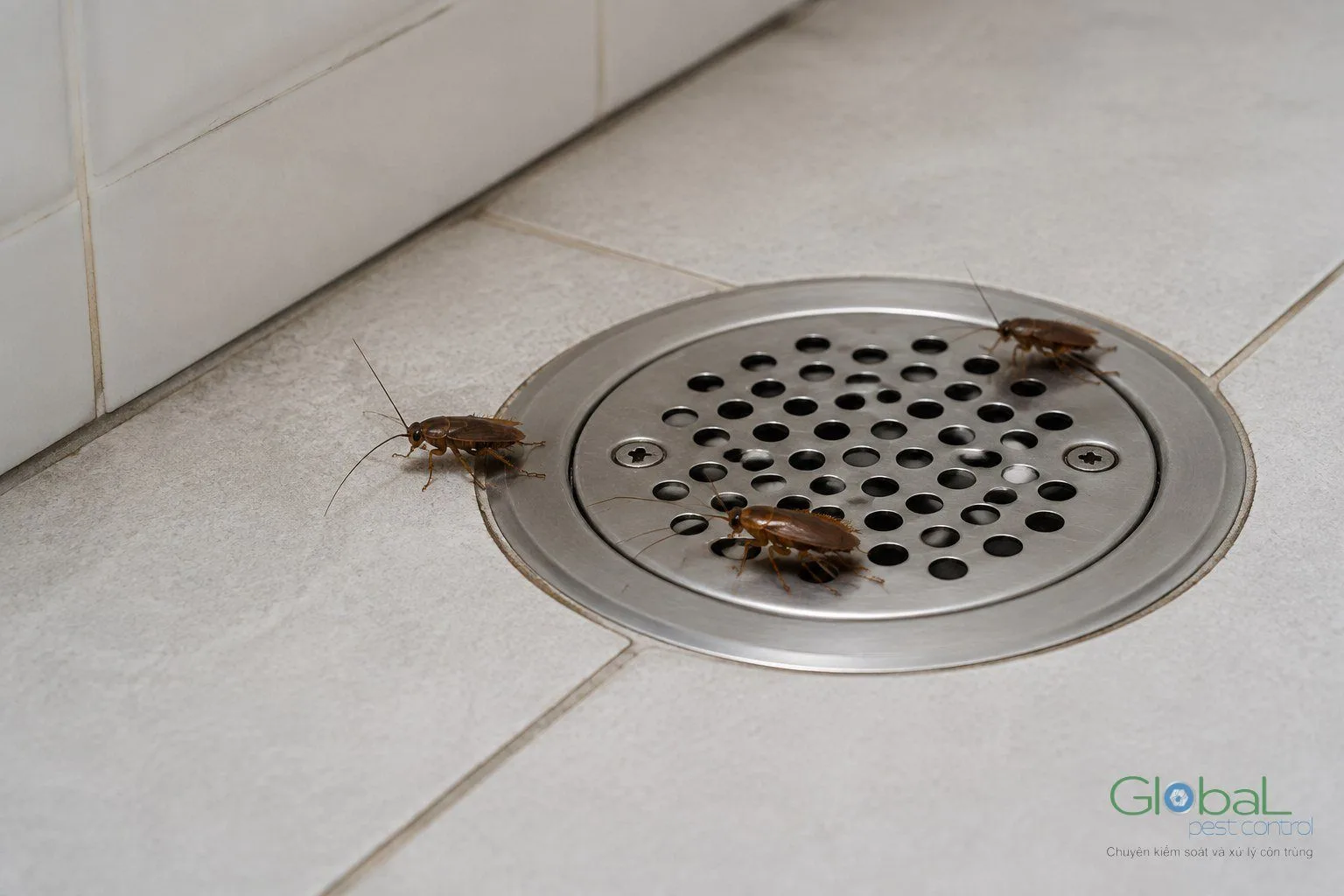 Gián bò lên từ miệng thoát sàn trong nhà tắm