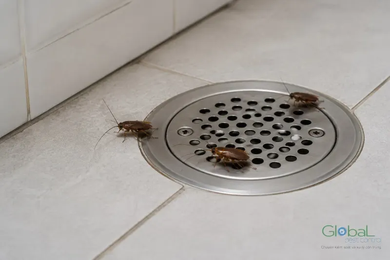Ba con gián bò quanh nắp thoát sàn inox trong nhà tắm lát gạch