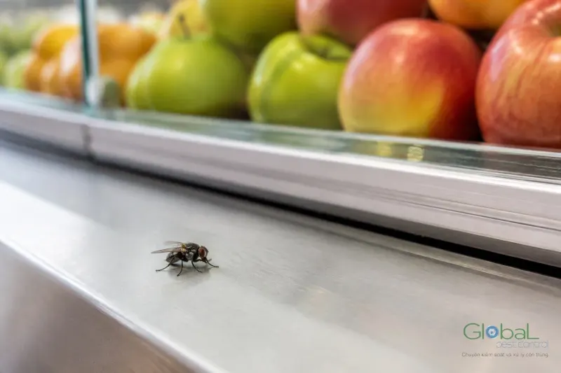 Ruồi nhà đậu trên mặt quầy inox, phía sau là tủ kính bày táo và cam