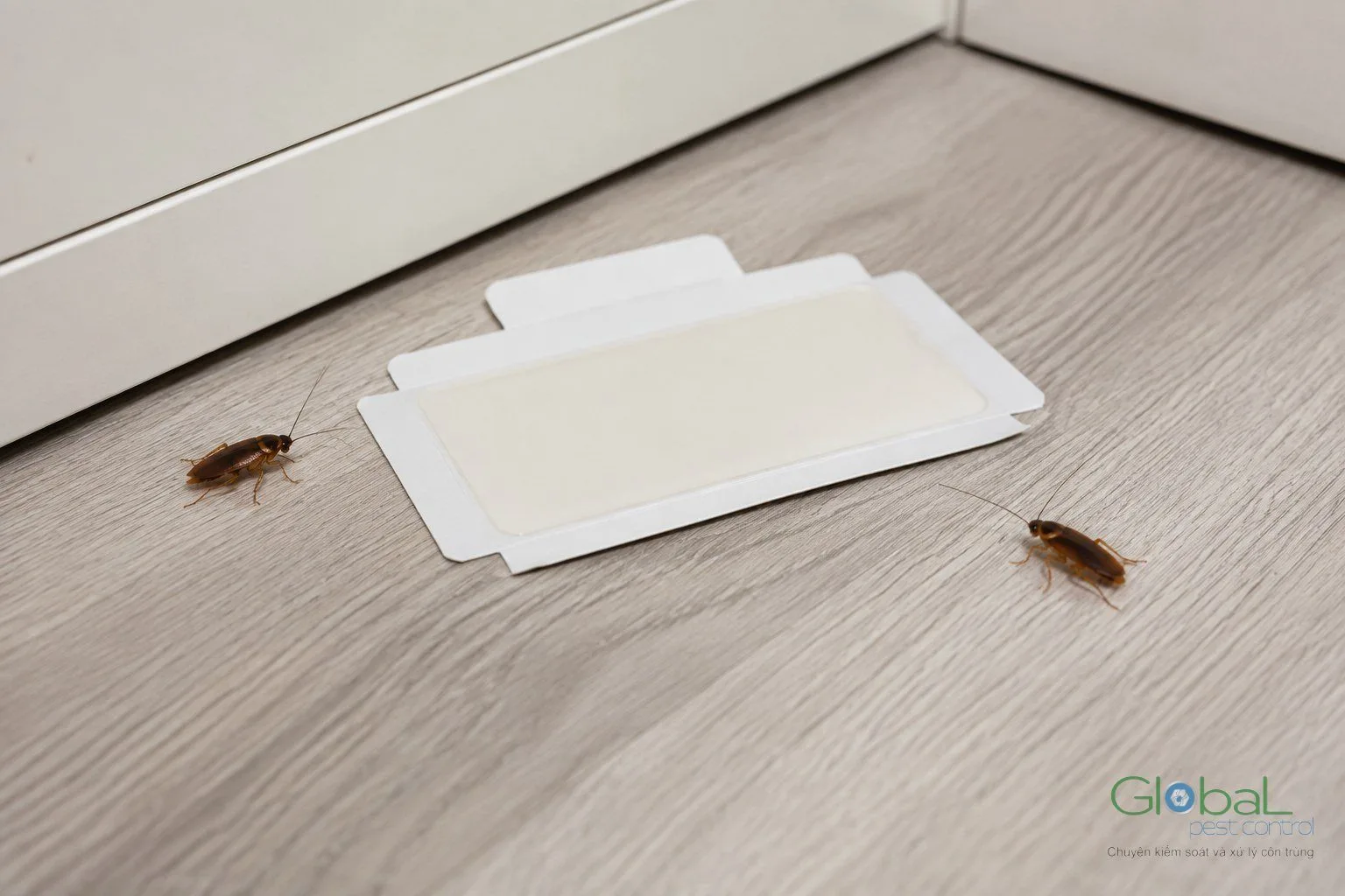 Bẫy dính đặt trên sàn để giám sát mật độ côn trùng