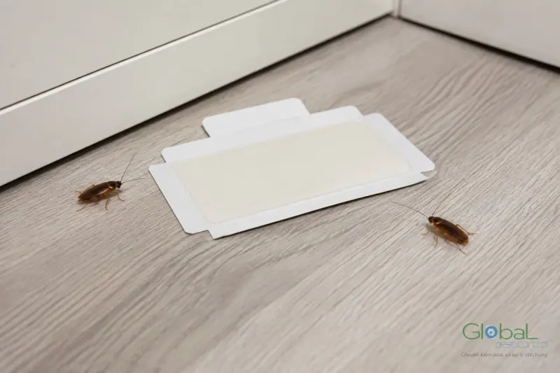 Tấm bẫy keo mở sẵn đặt trên sàn sát chân tủ trắng, hai con gián nâu nhỏ bò hai bên