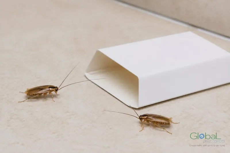 Hai con gián Đức màu nâu vàng bò trên nền gạch cạnh một vỏ hộp giấy trắng mở hai đầu
