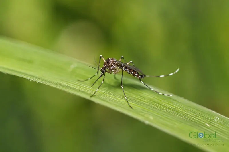Muỗi vằn Aedes chân có khoang trắng đậu trên lá cỏ