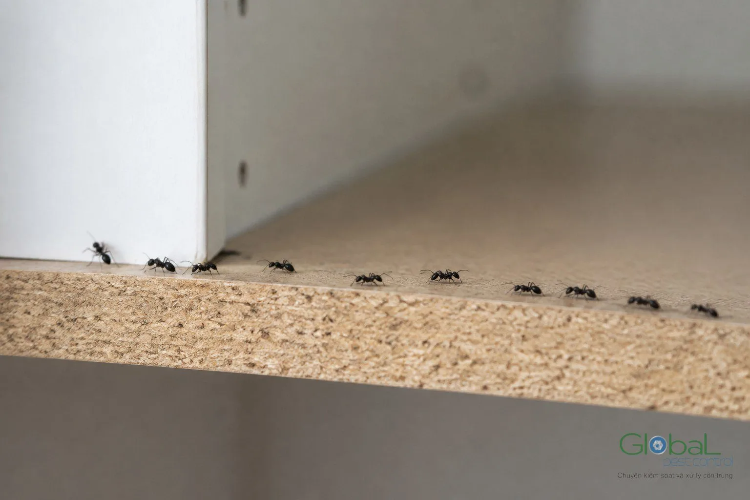 Hàng kiến bò dọc mép dưới tủ bếp