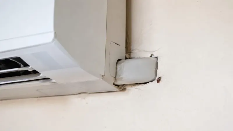 Gián con bò trên tường trắng cạnh lỗ xuyên tường của ống máy lạnh dưới dàn lạnh