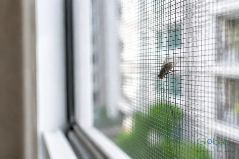 Ruồi nhà thân xám, mắt đỏ nâu đậu trên lưới chắn côn trùng ở cửa sổ