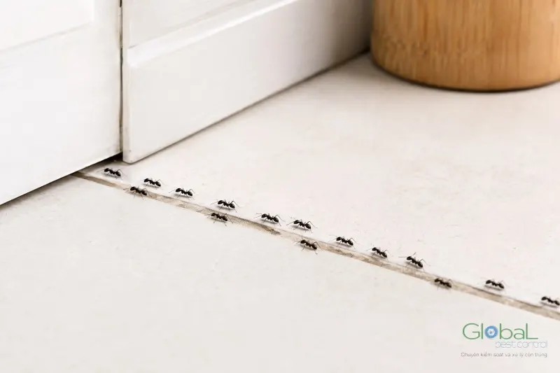 Kiến đi thành hàng qua khe chân tường vào nhà
