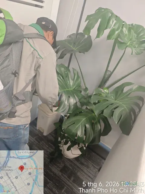 Kỹ thuật viên phun thuốc quanh chậu cây trầu bà lá xẻ trong văn phòng