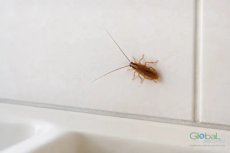 Gián Đức màu nâu nhạt bò trên tường gạch men trắng ngay trên bồn rửa
