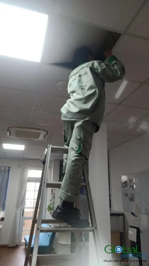 Kỹ thuật viên đứng thang phun thuốc góc trần văn phòng