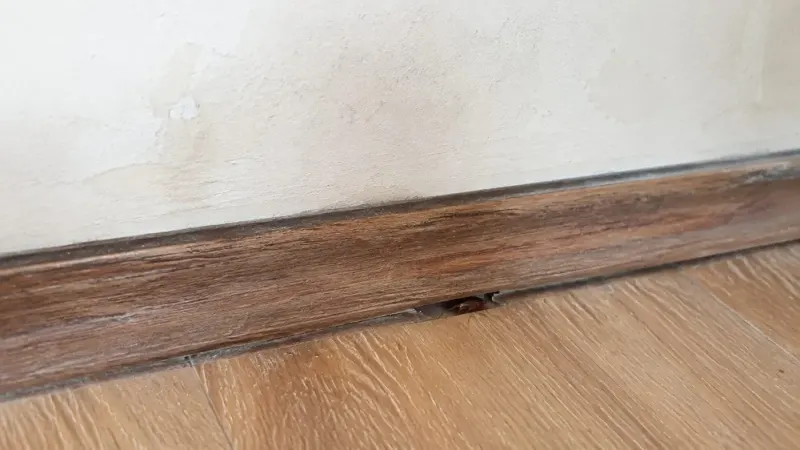 Gián nấp trong khe chân tường gỗ sát sàn
