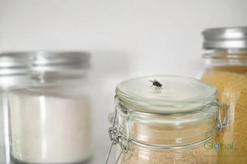 Ruồi đậu trên nắp hũ đựng gia vị trong bếp gia đình