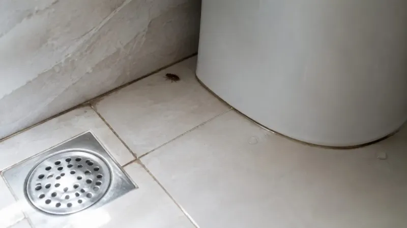 Một con gián nhỏ bò trên sàn gạch sát bồn cầu, cạnh nắp thoát sàn inox