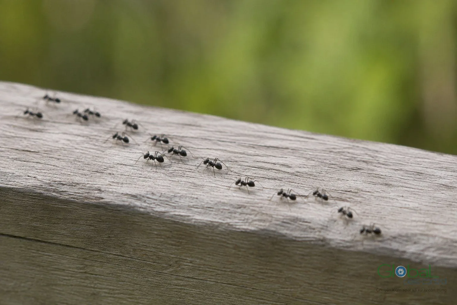 Kiến bò dọc theo mép gỗ của khung cửa