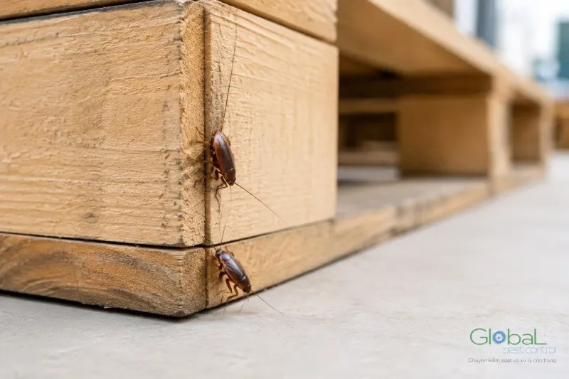 Gián trên góc thùng gỗ đựng hàng