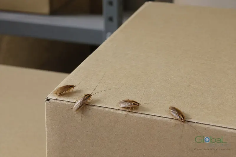Gián bò trên góc thùng carton