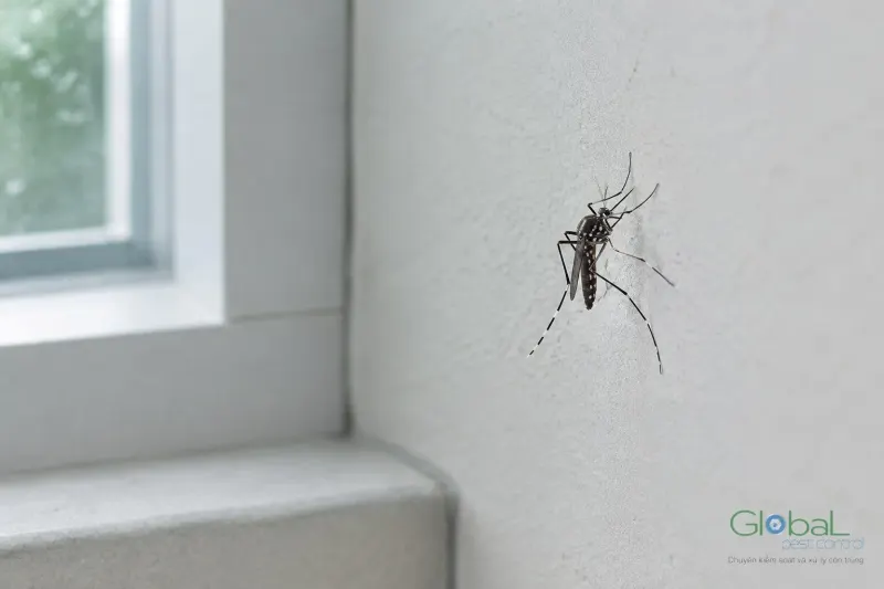 Muỗi đậu ở góc tường phòng ngủ