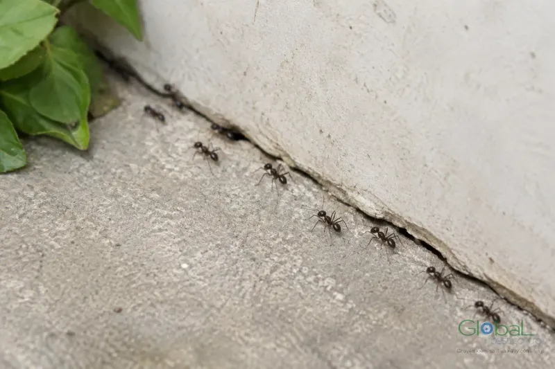 Kiến bò dọc chân tường về khe tường