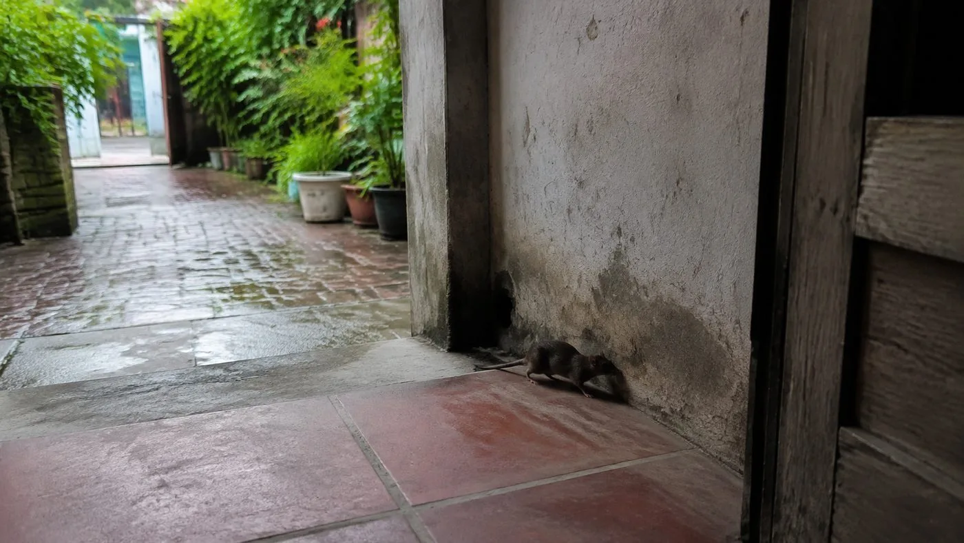 Sau ngập, chuột vào nhà từ đâu và làm gì trước?