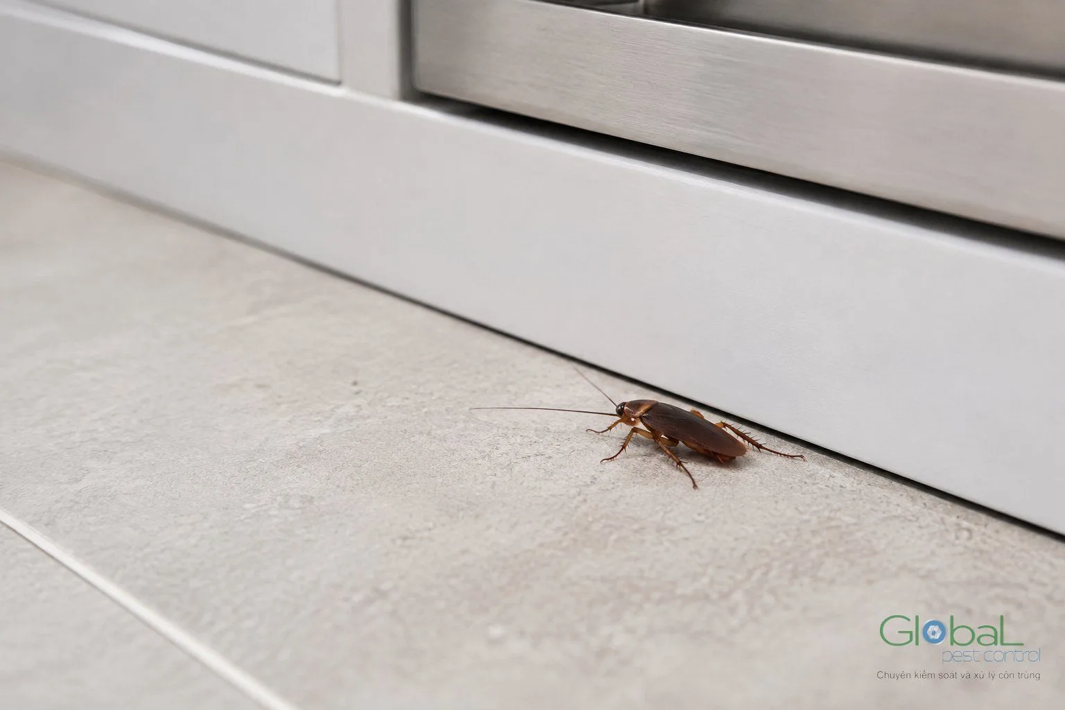 Gián bò qua khe cửa vào trong nhà phố