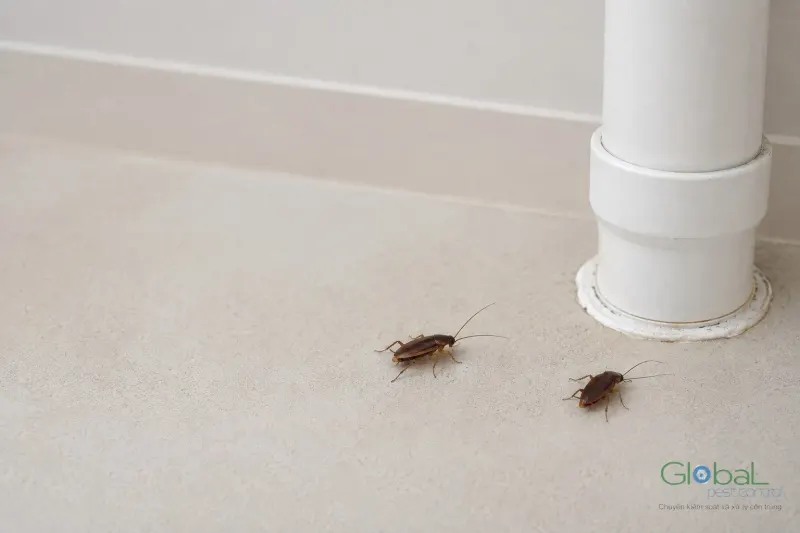 Gián bò cạnh chân ống nhựa trên nền nhà