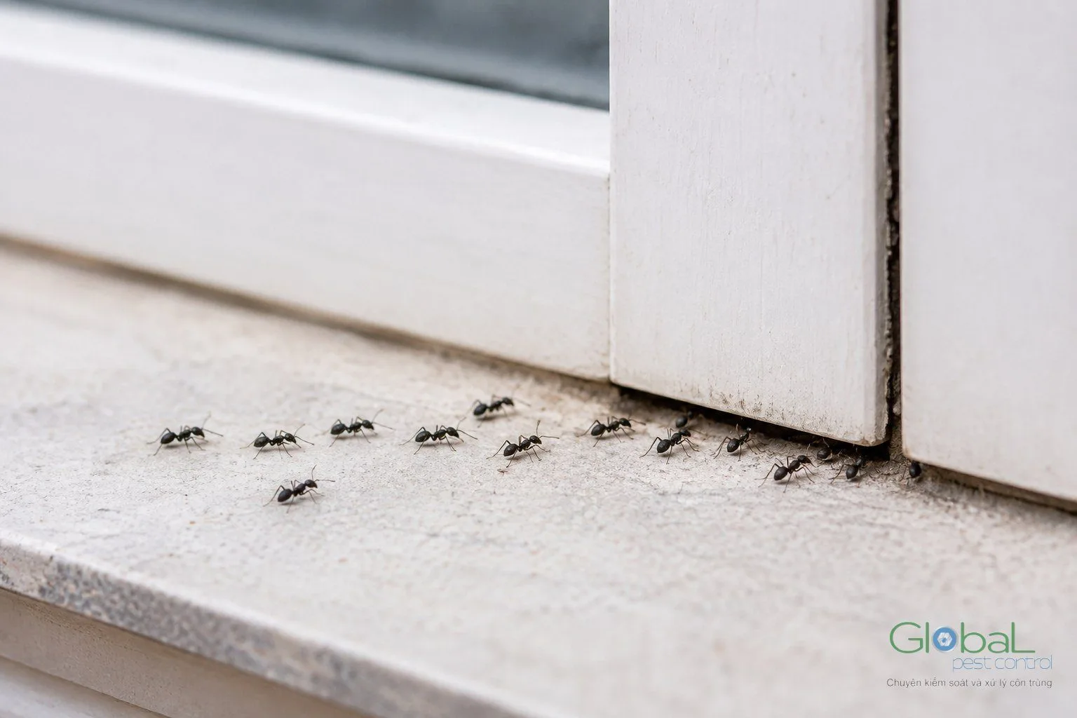 Trong các cách diệt kiến, cách nào tới được tổ?