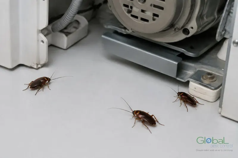 Gián bò dưới gầm thiết bị trong khu vực văn phòng