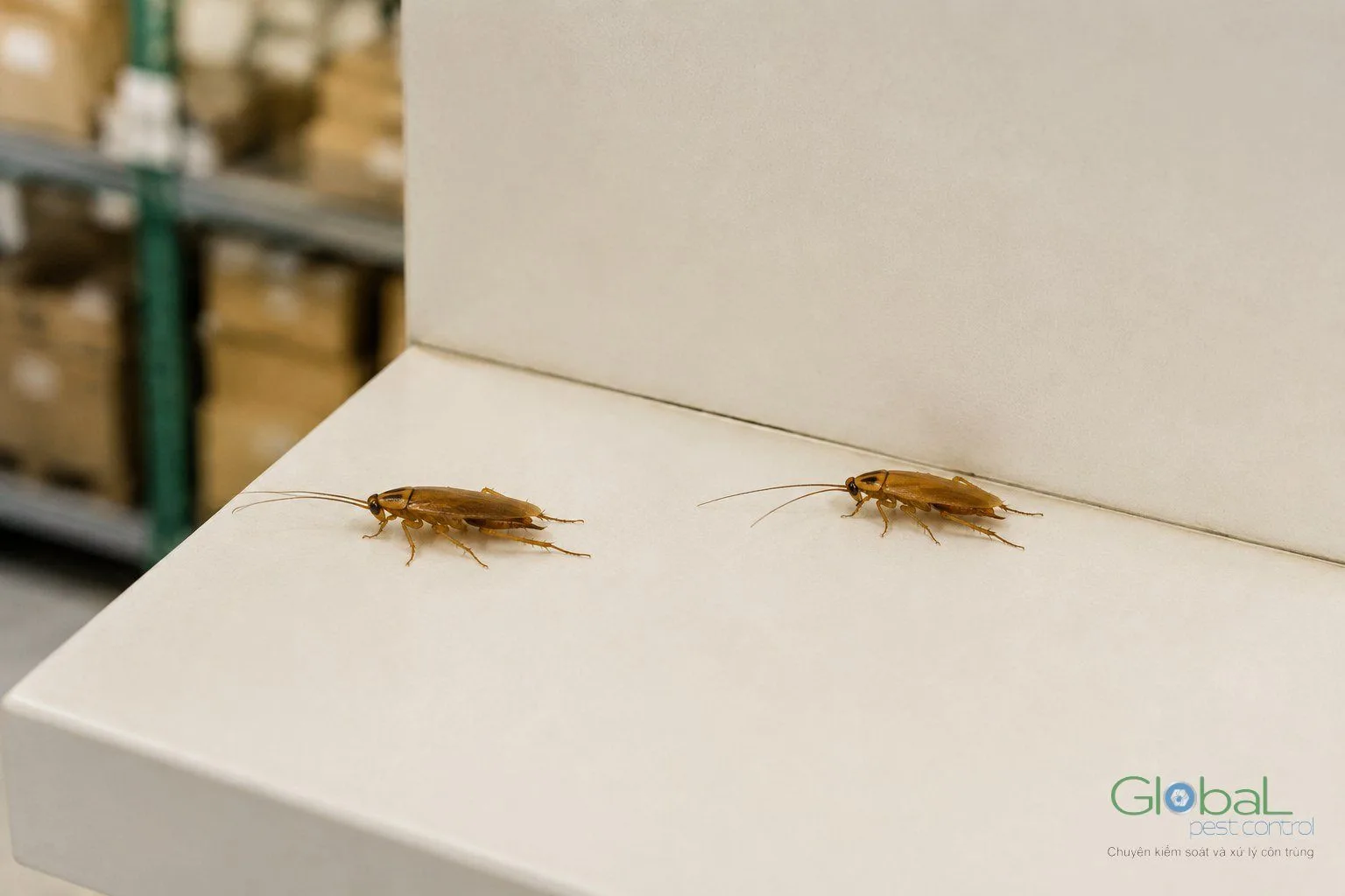 Gián bò trên thùng carton đựng hàng trong cửa hàng