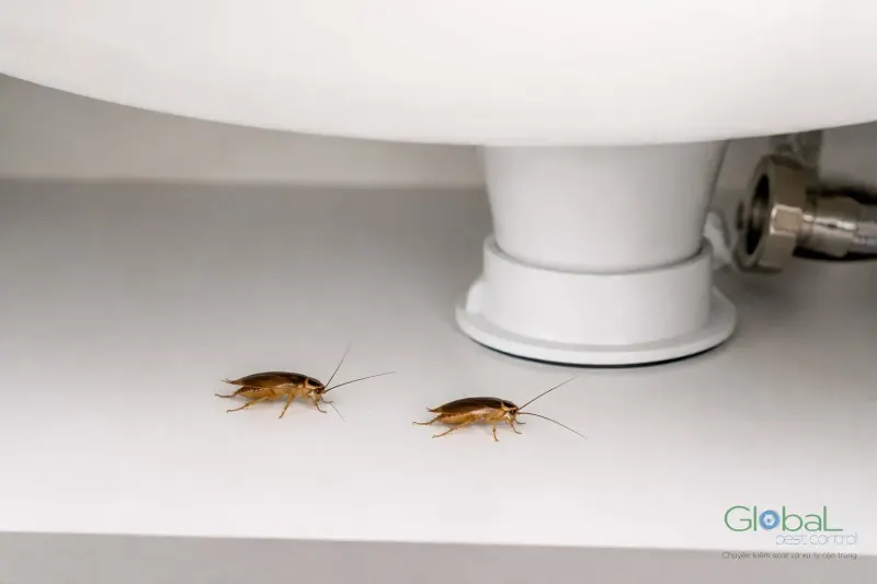 Hai con gián nhỏ bò trên mặt tủ ngay dưới chân bồn rửa trắng cạnh van nước