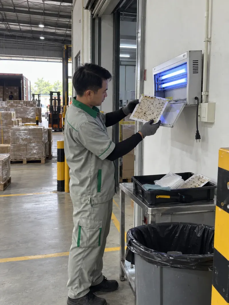 Kỹ thuật viên thay tấm keo đèn bắt côn trùng ở khu nhận hàng trong kho
