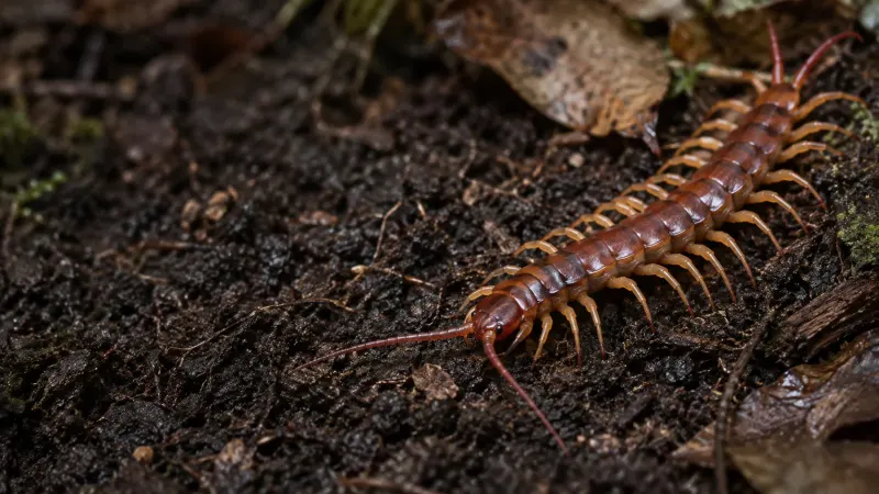 Rết lớn Scolopendra thân nâu đỏ bò trên nền đất ẩm