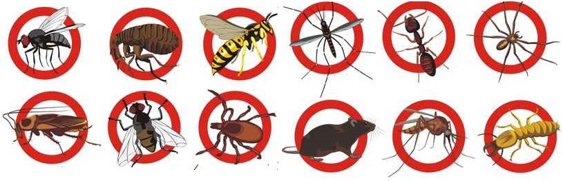 Dịch vụ pest control