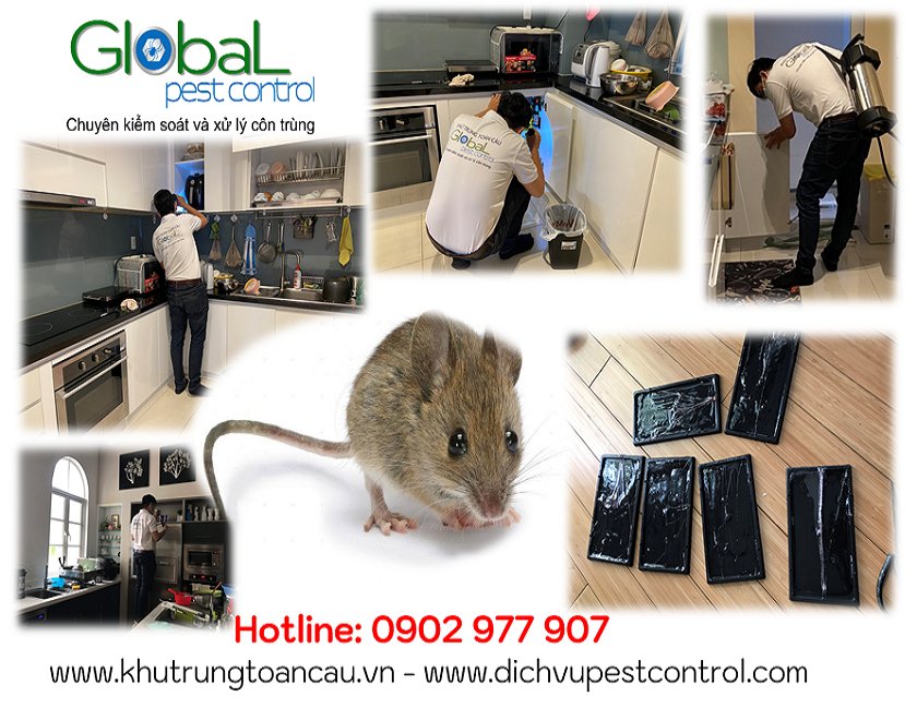 dịch vụ kiểm soát, xử lý, diệt chuột, pest control