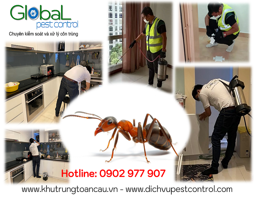 dịch vụ kiểm soát, xử lý, diệt kiến, pest control