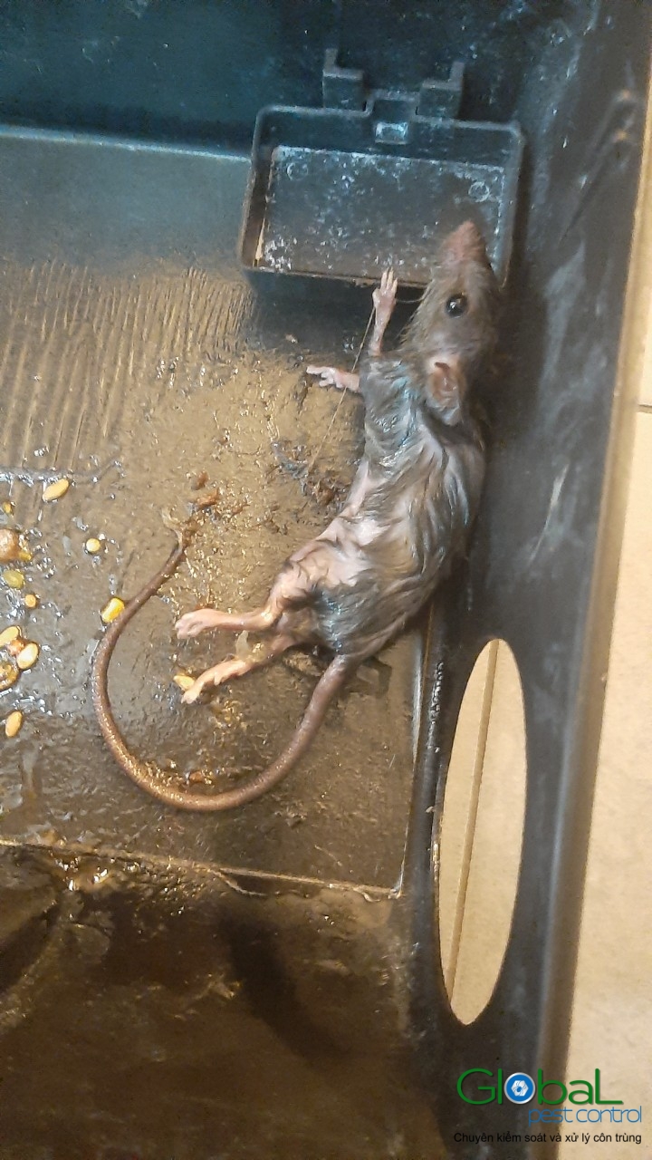 Xử lý và diệt Chuột