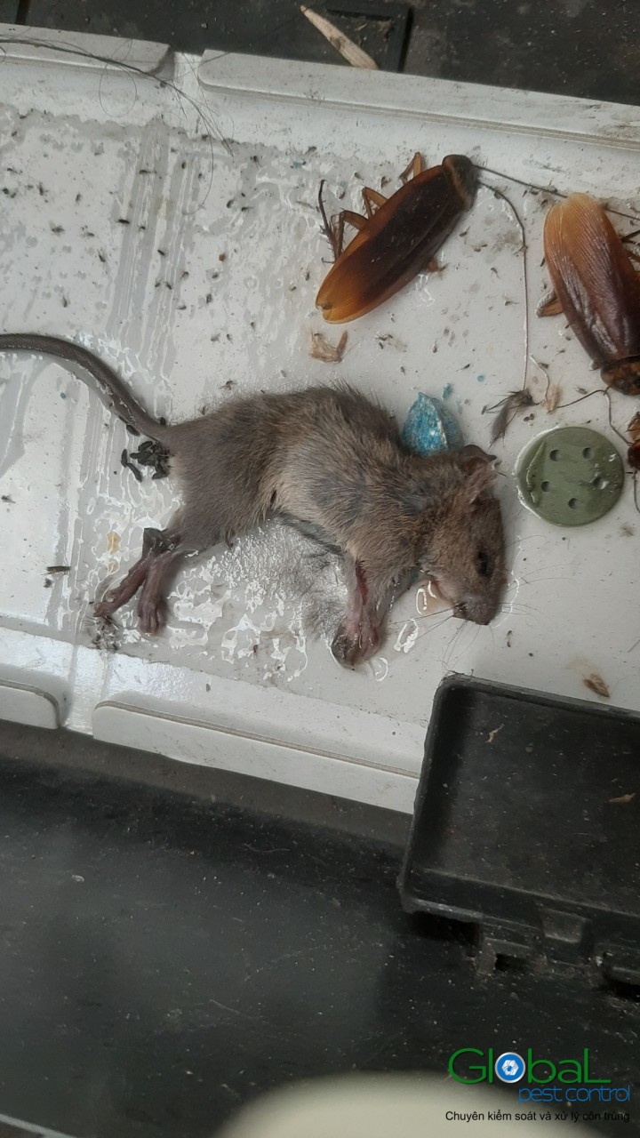 Xử lý và diệt Chuột