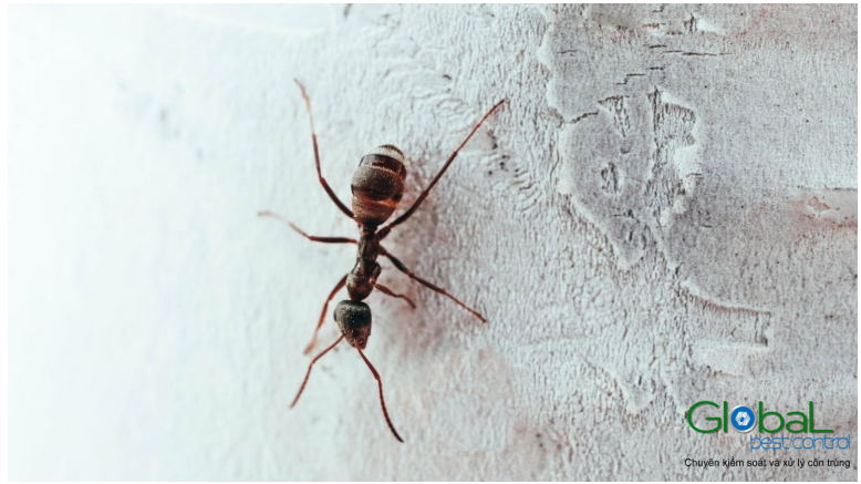 Có bao nhiêu loài kiến phổ biến hiện nay thông tin và cách nhận dạng