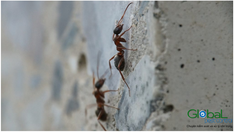 Kiến có thể sống trong tường không