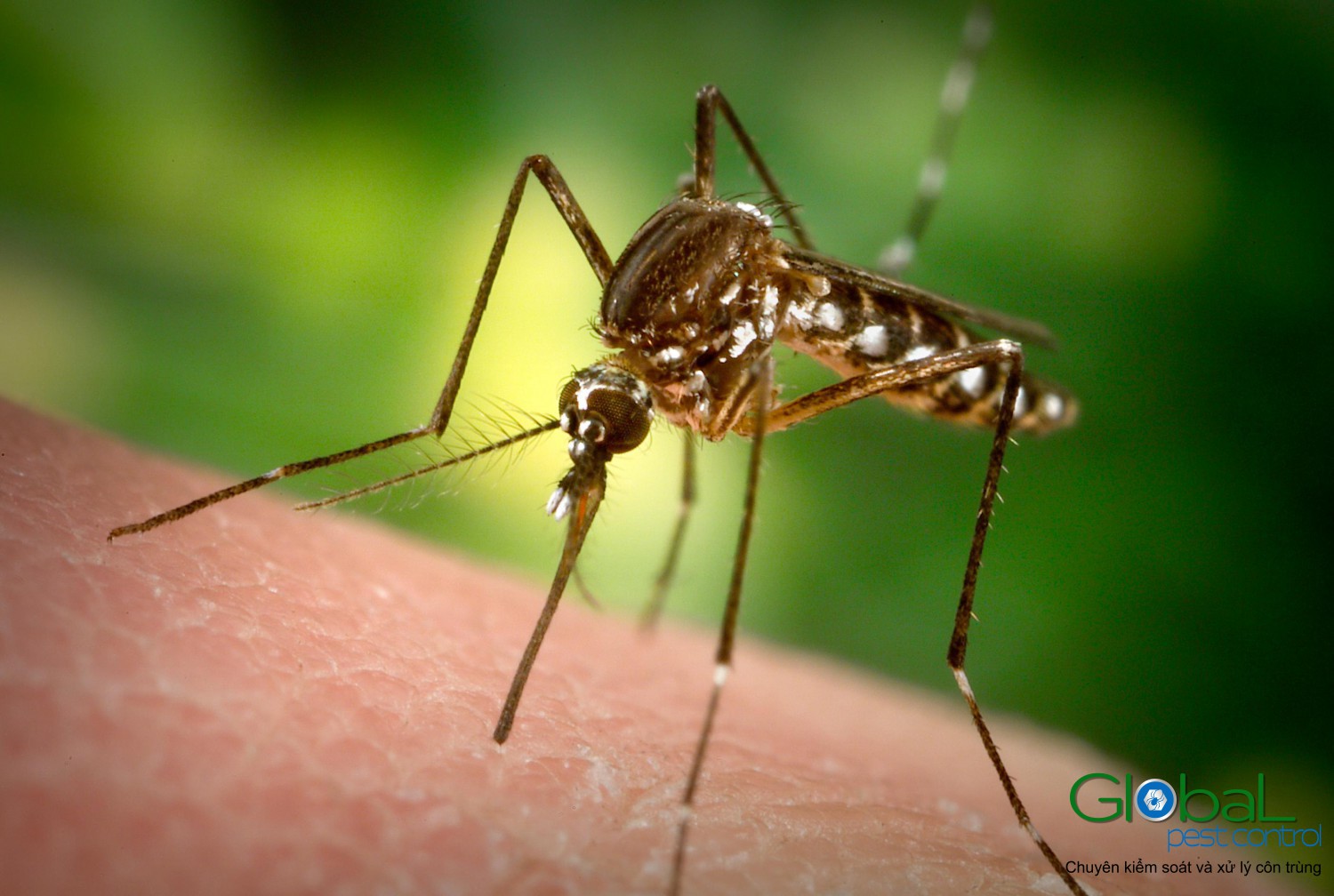 Muỗi sốt vàng da Aedes