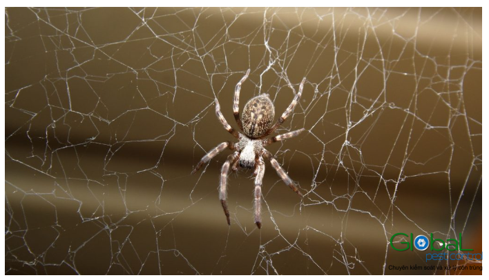 nhện nhà sống được bao lâu